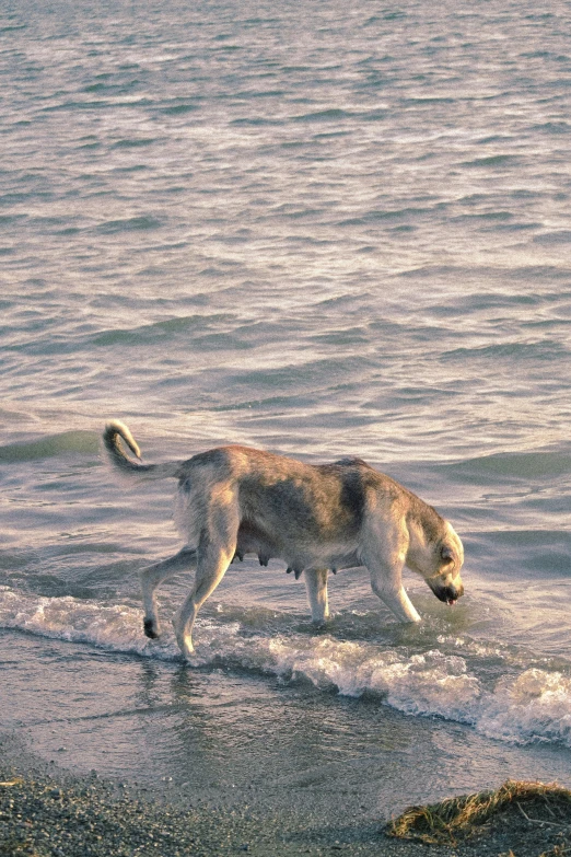 a dog on a beach sniffing the waves