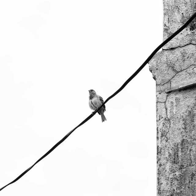 a bird is sitting on a wire with a building in the background