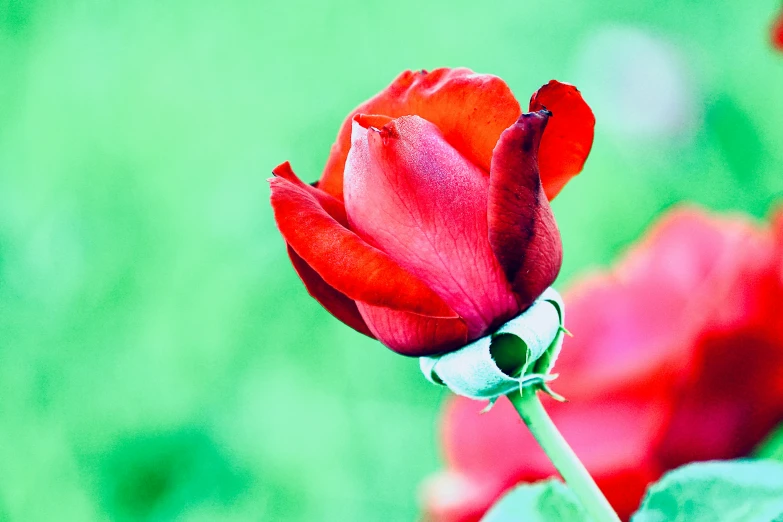 the red flower in the background is a green backdrop