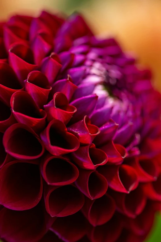 a big red flower is showing petals at the end