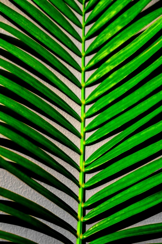 the texture of a green leaf