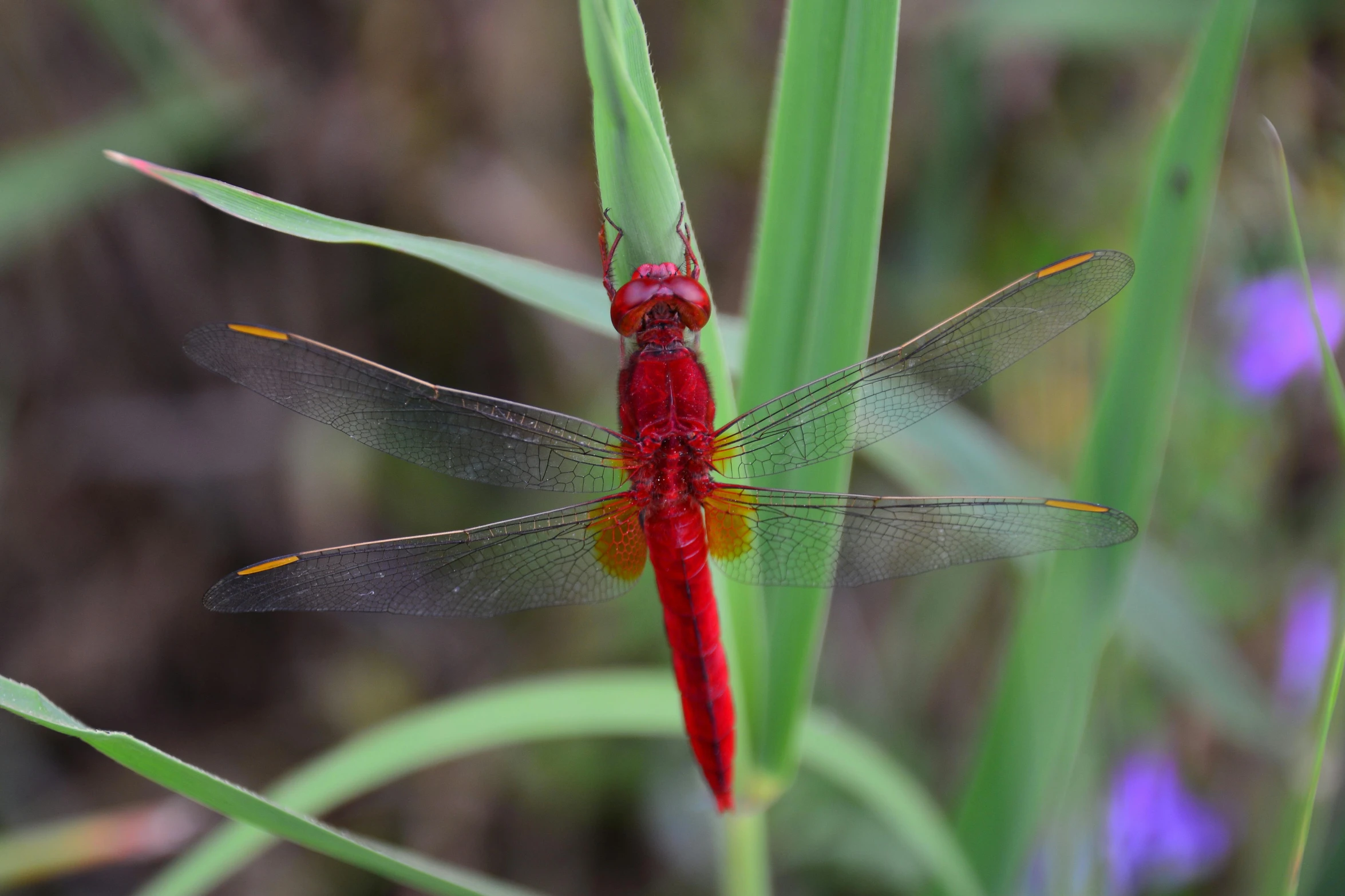 the dragon fly is perched on some green grass