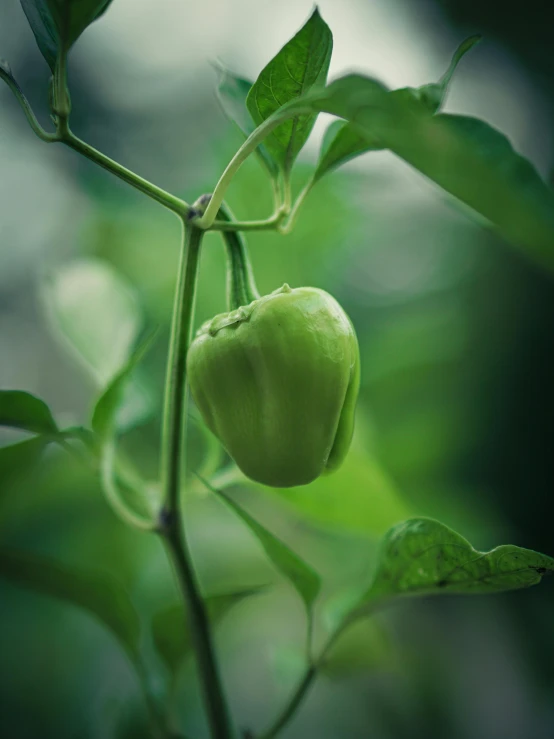 a very close up picture of a big green plant with a very tiny object