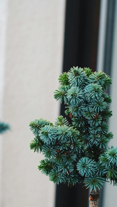 the close up view of a small pine tree