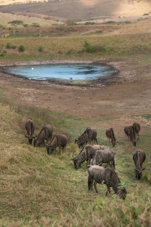 a group of sheep grazing on the side of a hill