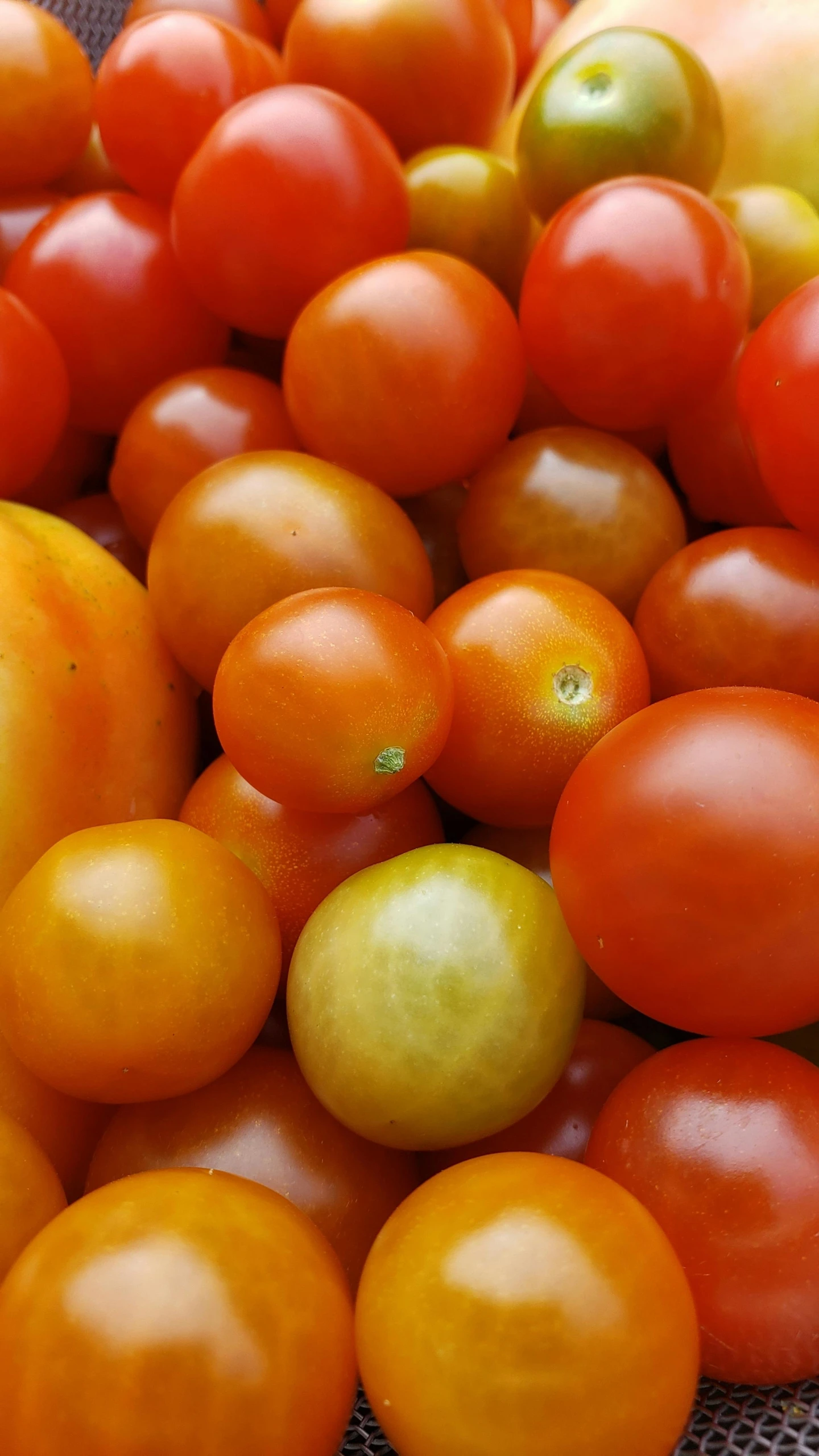 a group of tomatoes sitting in a pile