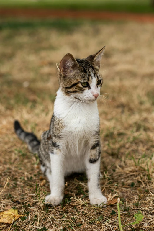 a white and gray kitten is sitting on the ground