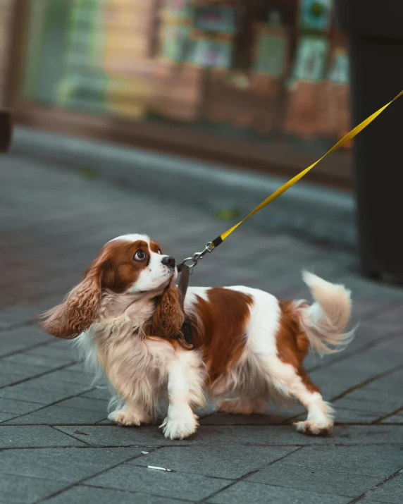 a dog is walking down the street with its owner