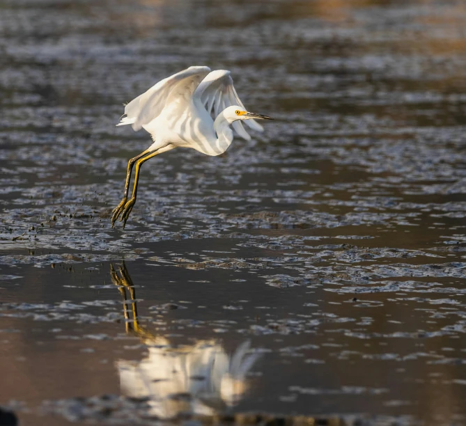 a white bird flying over water next to land