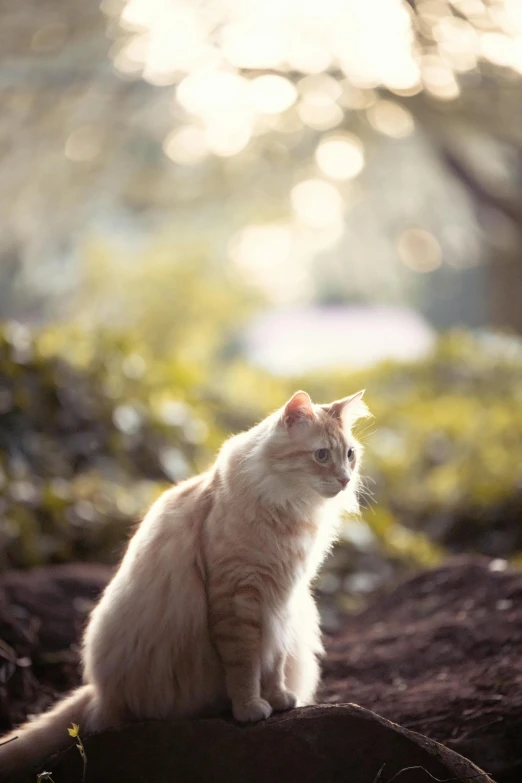 a white cat sitting on top of a rock