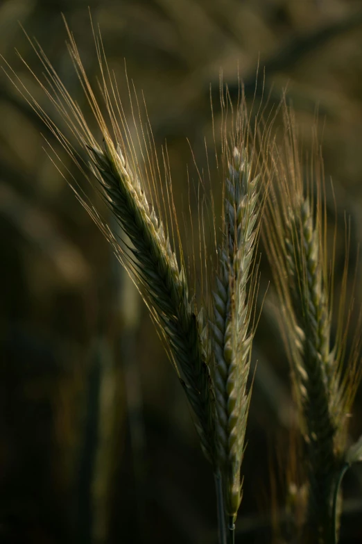 two tall grass plants with very small ears