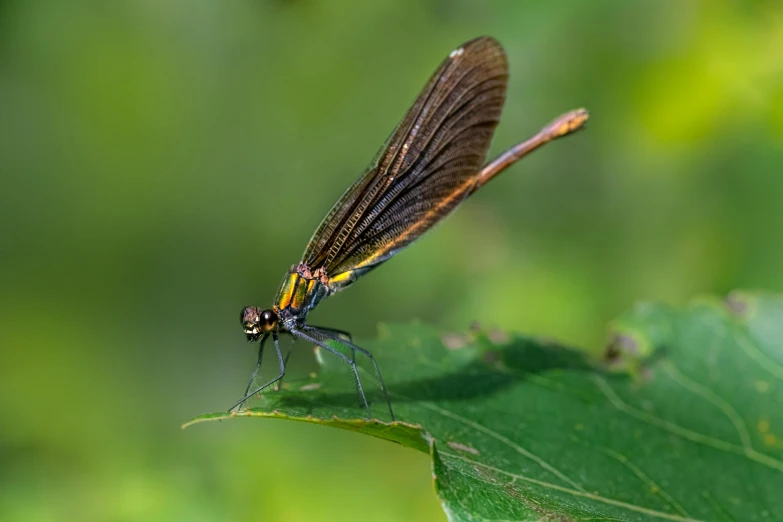 a dragon fly perched on the back of a green leaf