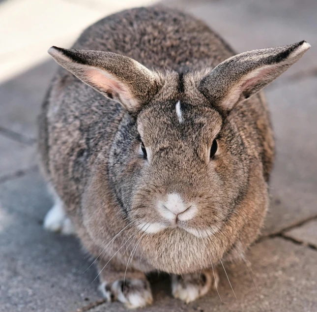 rabbit standing on tile looking away from the camera