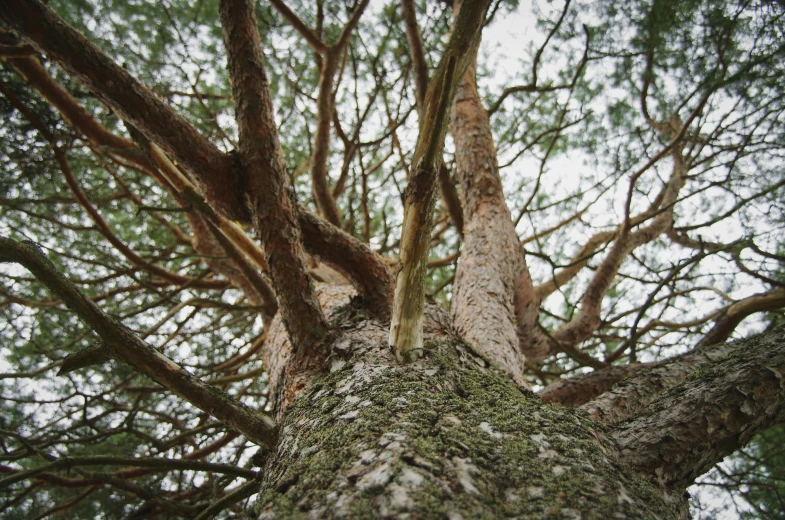 an aerial view looking up at the trunk of a large tree