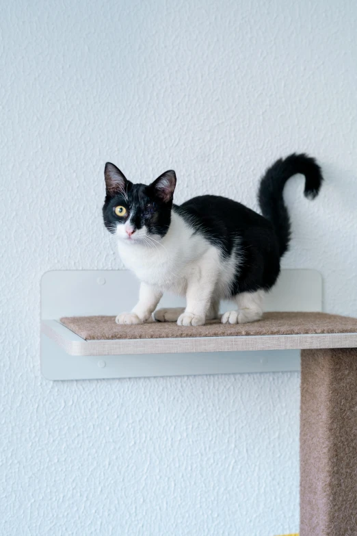 a black and white cat sits on top of a shelf