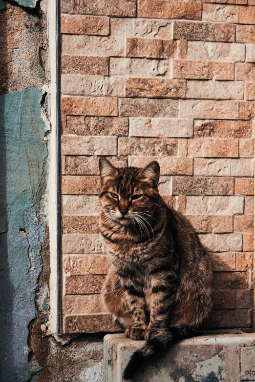 a cat sitting on the side of a wall