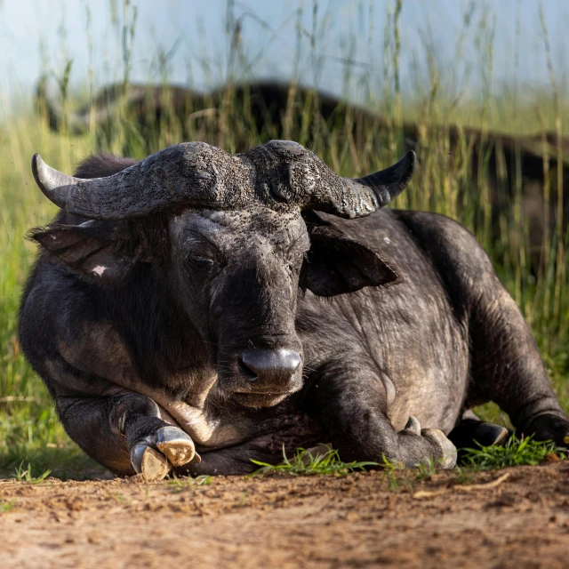 an adult bull resting on the ground with its horns curled