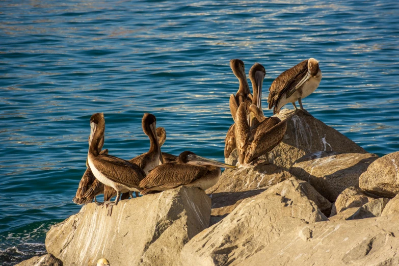 the birds are all perched on some rocks