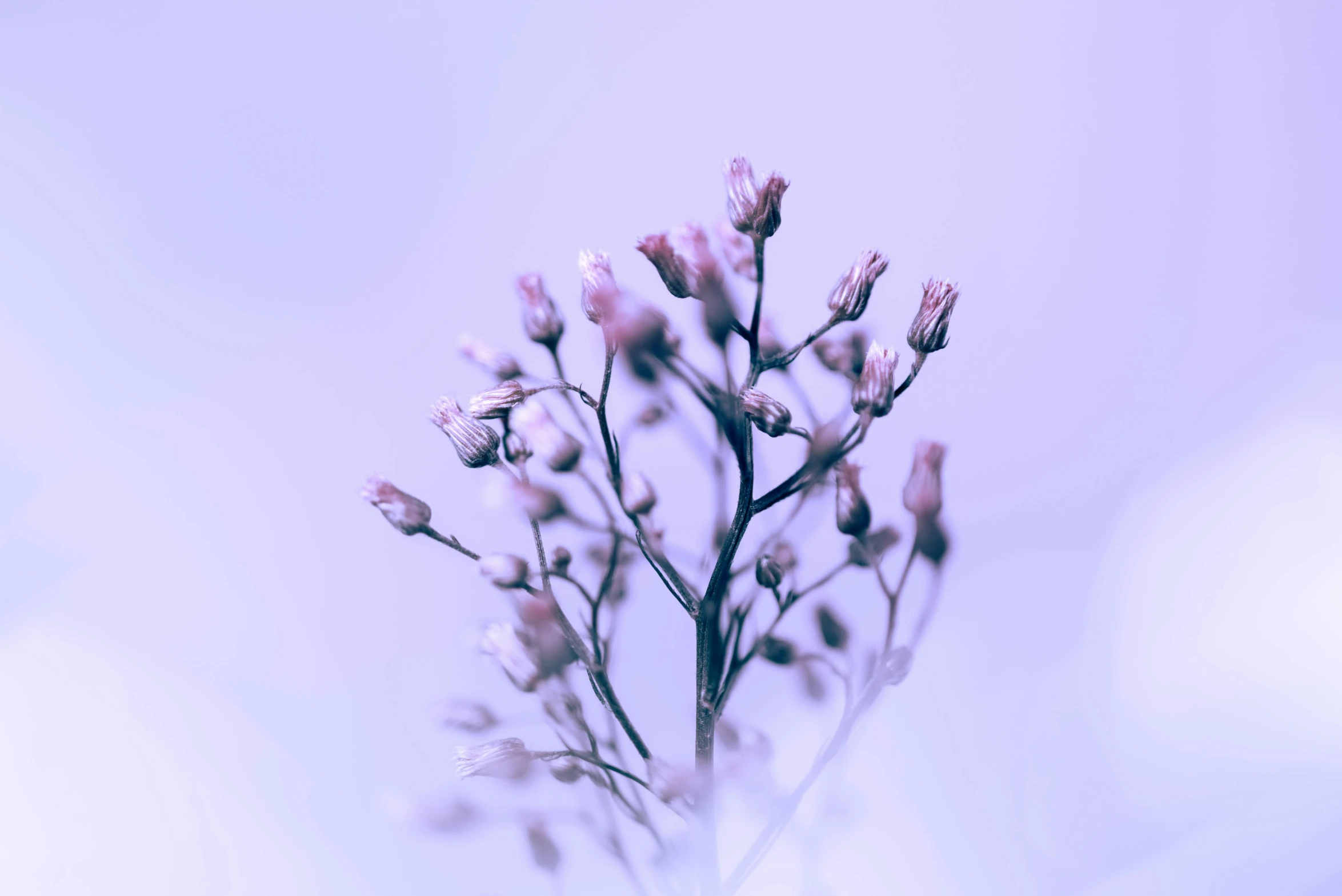 a single flower in bloom is almost purple