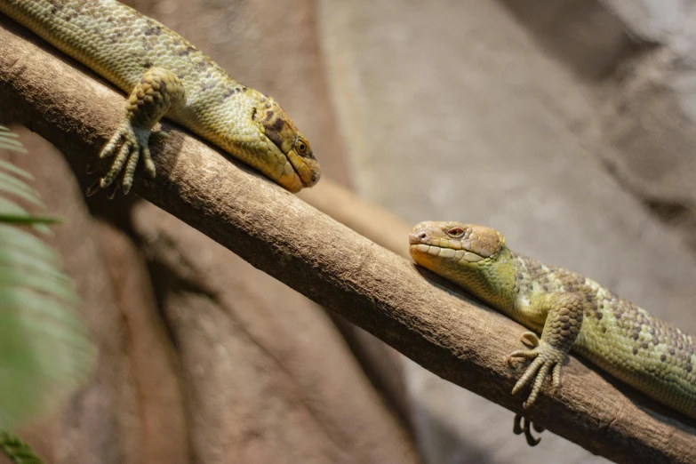 two lizards sitting on a nch in a zoo