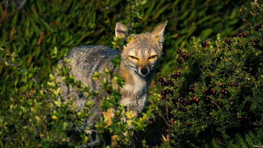 a little fox is standing between some bushes