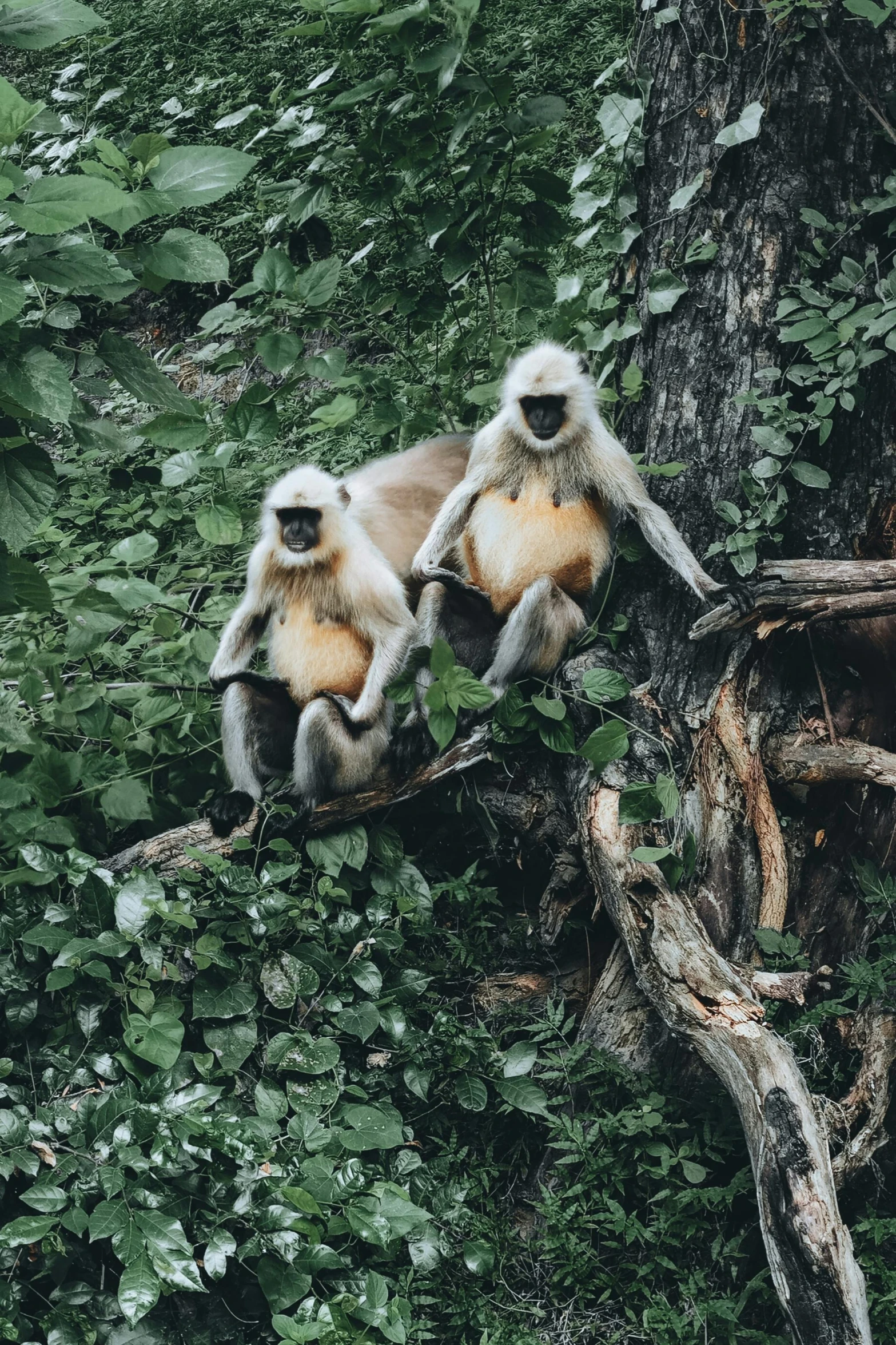 the monkeys are sitting on trees with green leaves
