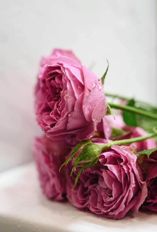 pink flowers are set on the window ledge