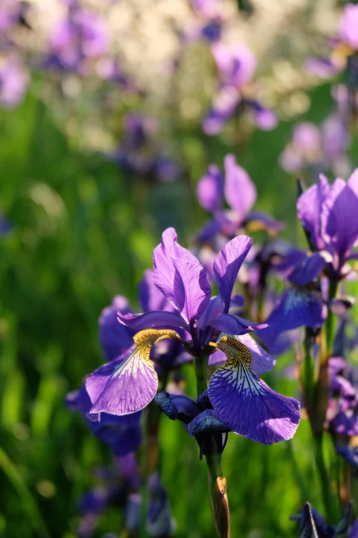 a field full of purple flowers in the grass