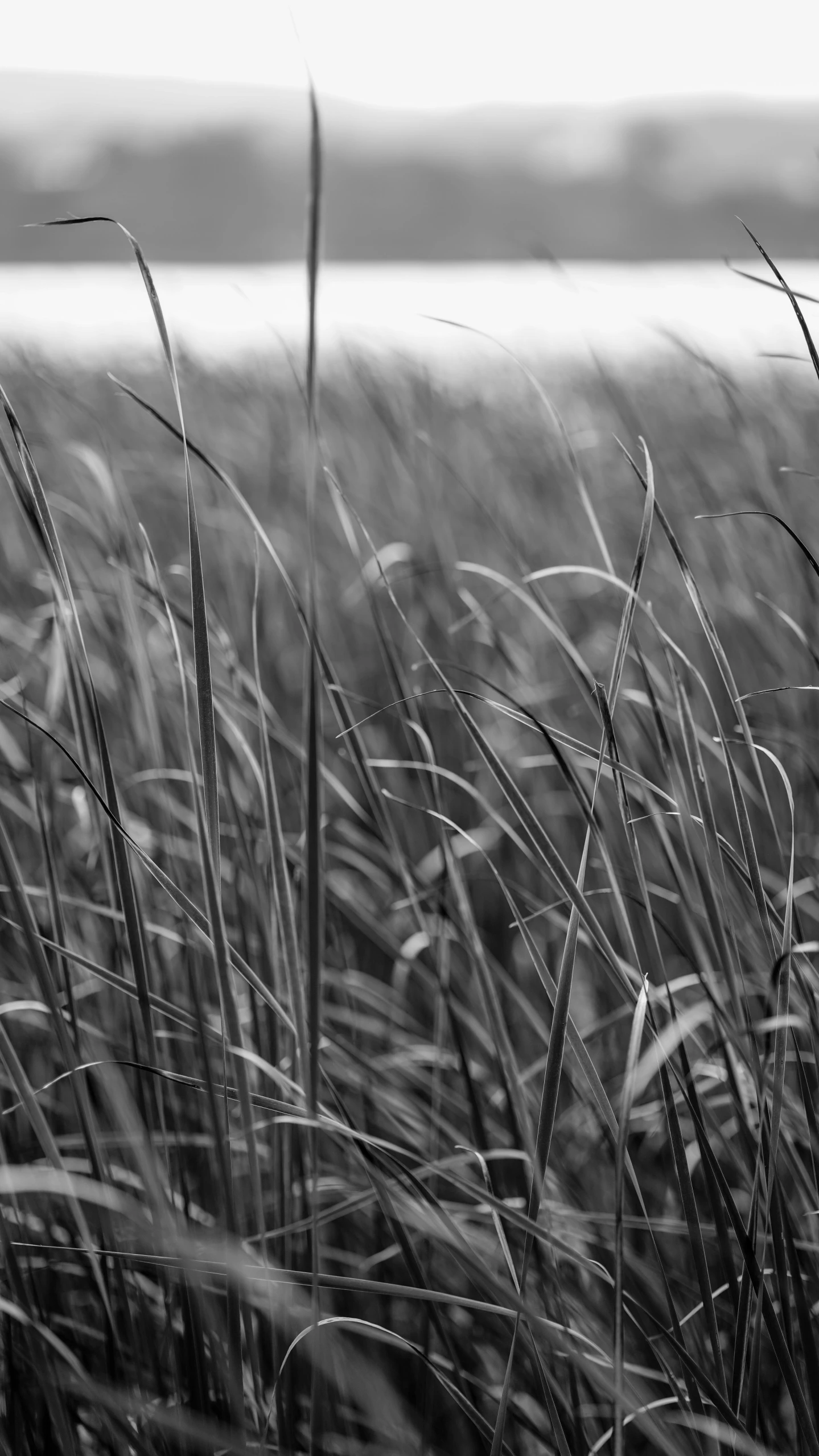 the blades of grass are blowing in the wind