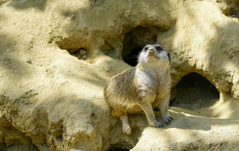 a small animal is looking out from its burr