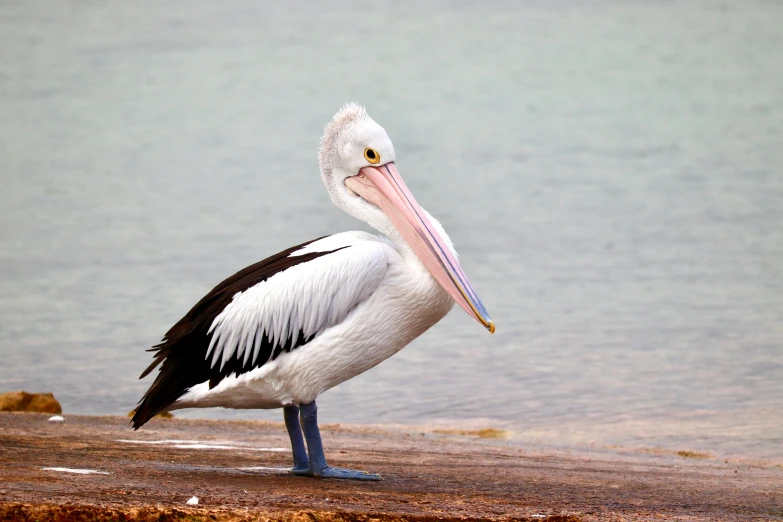 a pelican stands by a calm water's edge