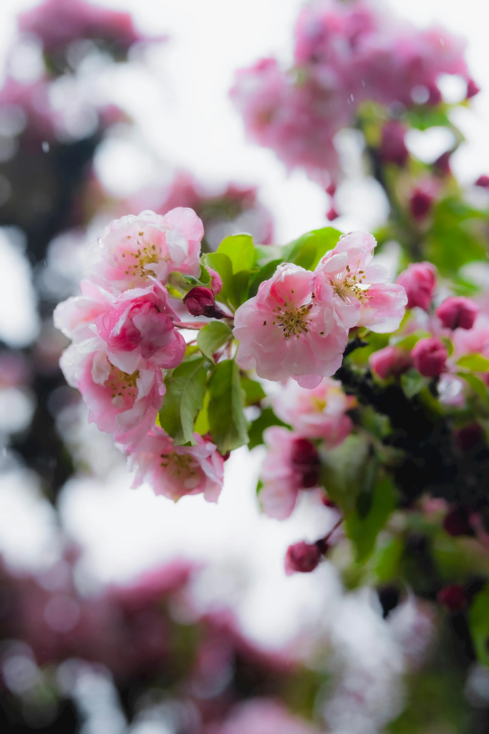 a nch of a flowering tree with lots of pink flowers