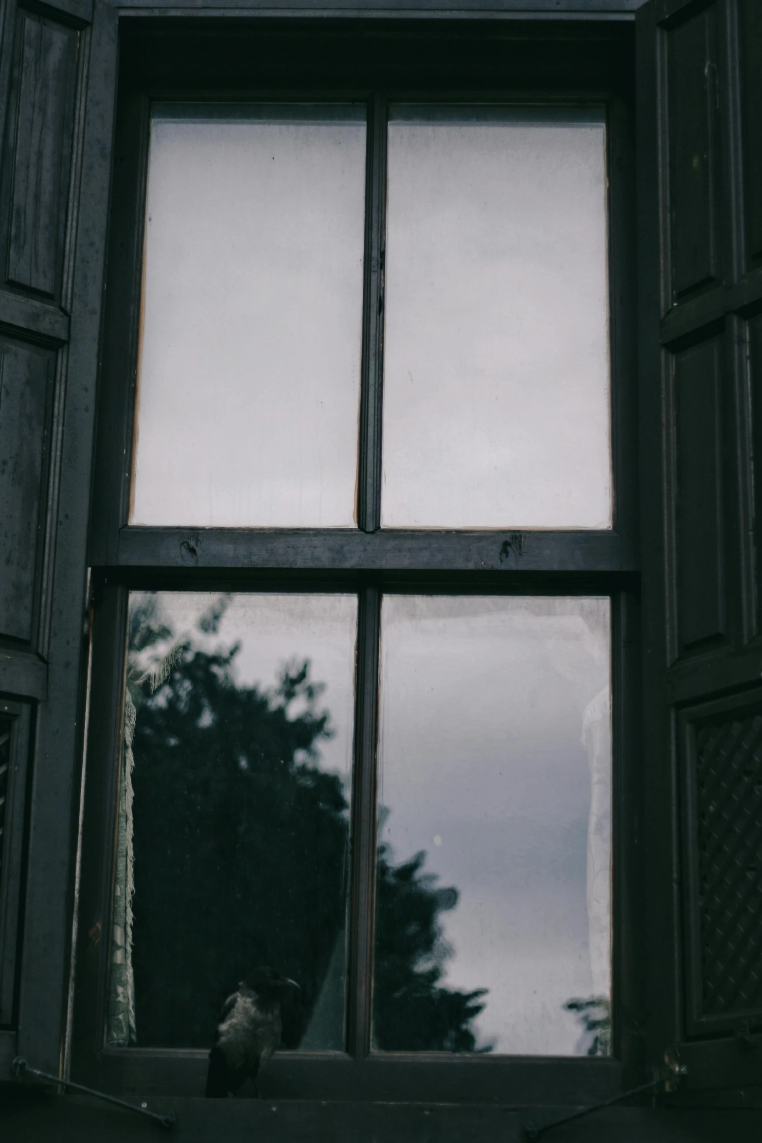 a dark bird perched in front of a window