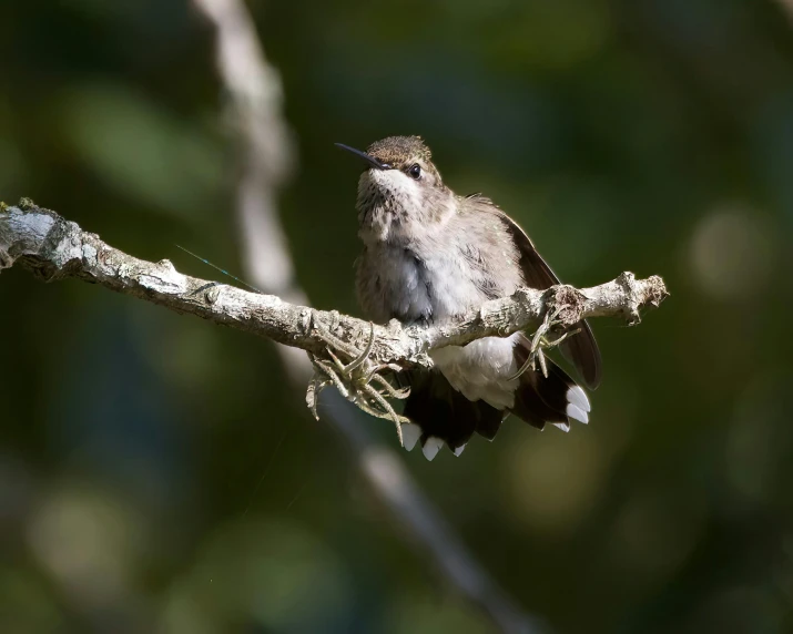 small bird sitting on tree nch in forest