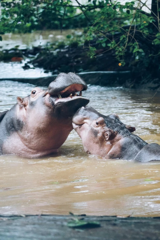 two large animals are playing in a muddy river