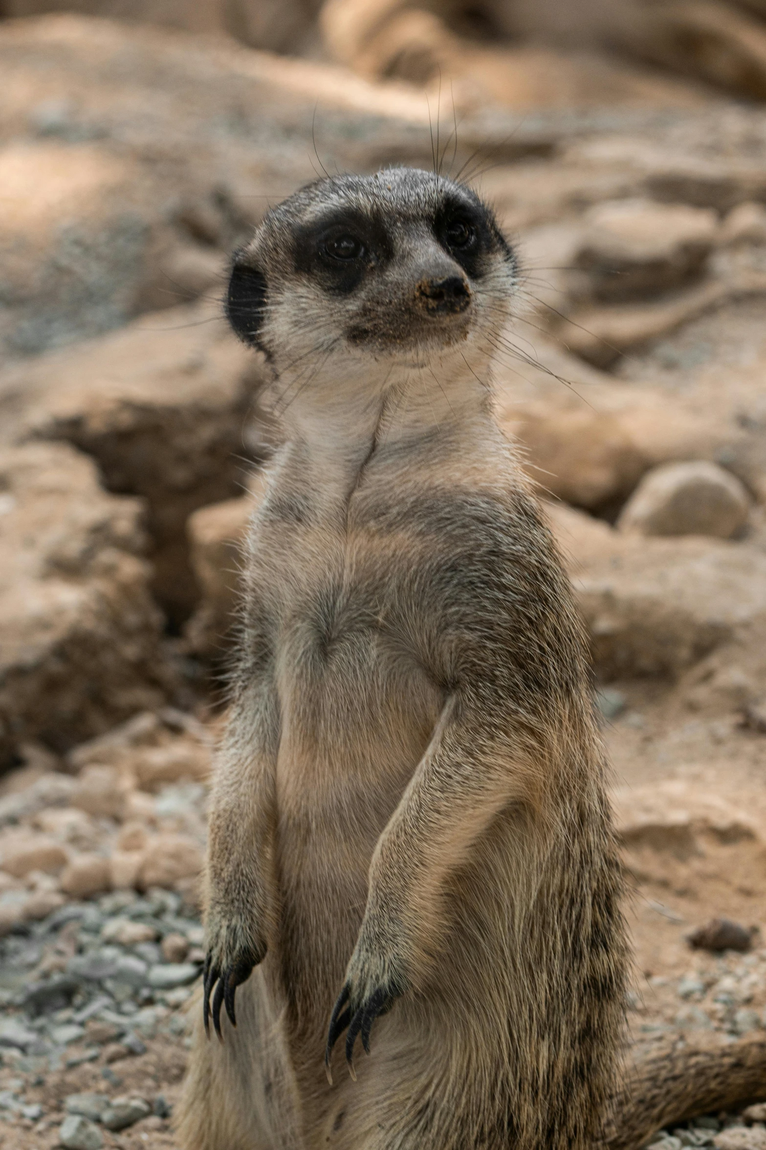 a furry little animal standing on it's hind legs