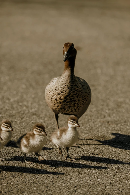 a mother duck walks with three baby birds on the ground