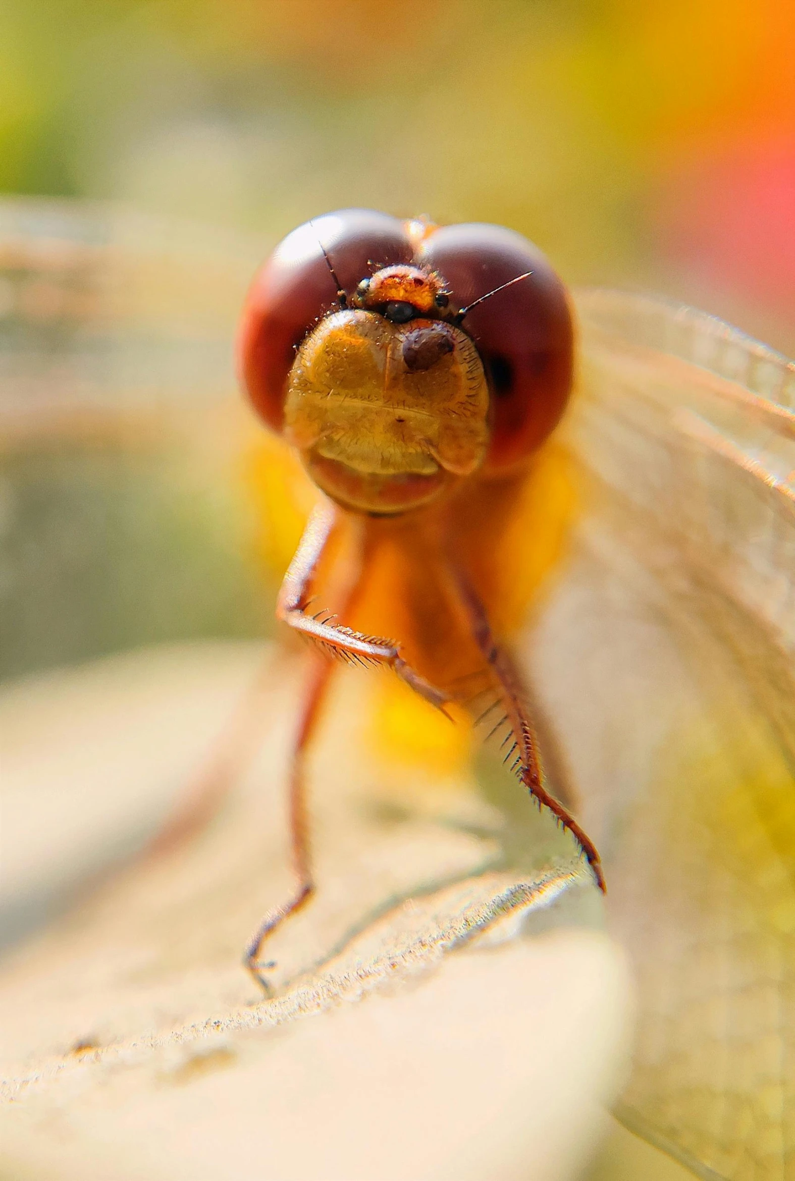 the large insect is looking around for prey