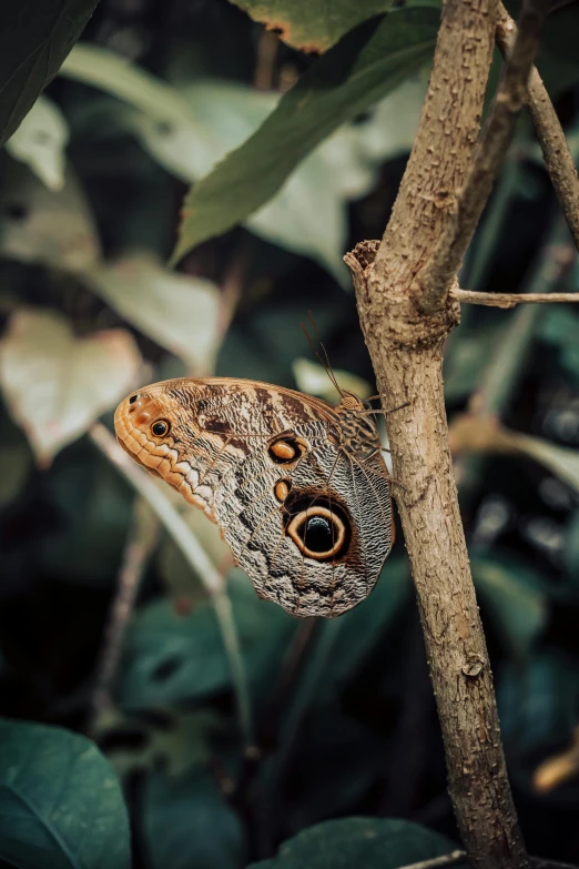 the small erfly is perched on the tree nch