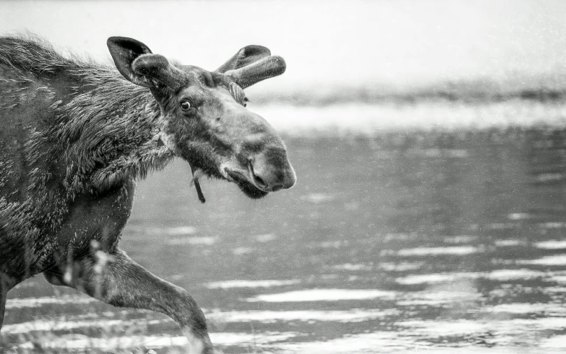 a giraffe standing by the water near another animal