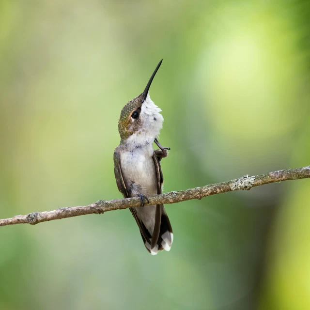 a hummingbird perches on a thin nch