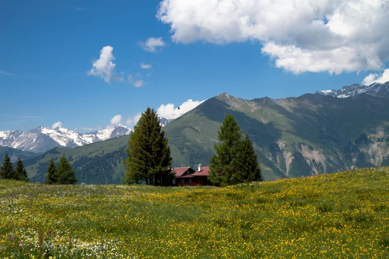 a grassy area with some wild flowers and a mountain in the background