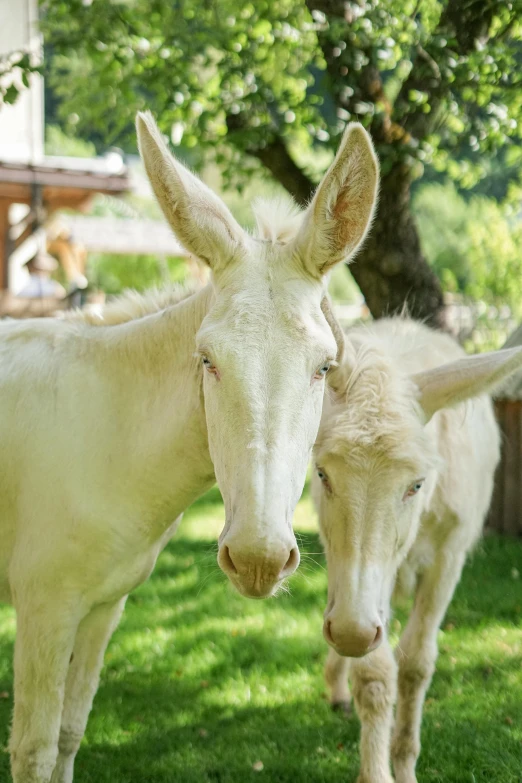 a couple of very cute white horses in a field