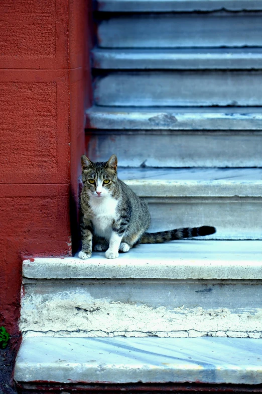 a cat sits in the doorway to a set of stairs