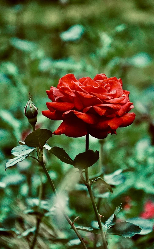 red flower on tall stem standing in field