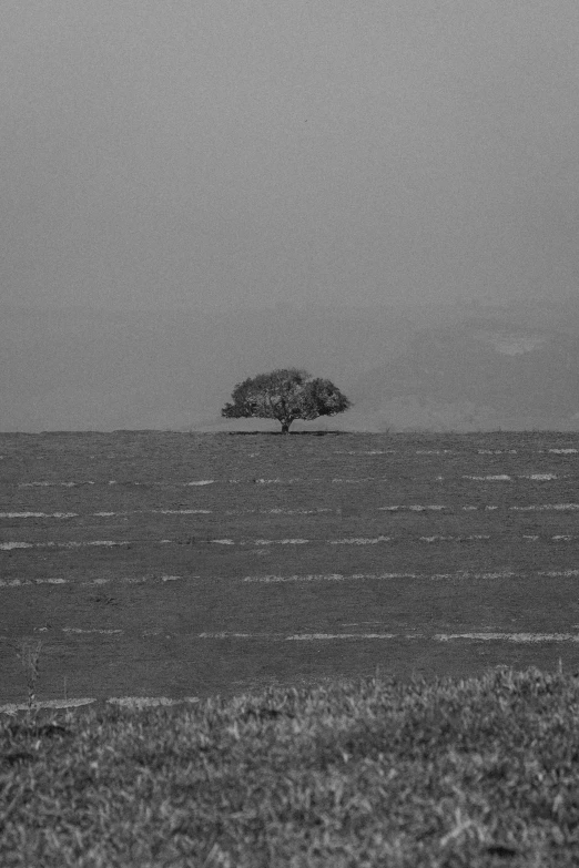 a single tree standing in the middle of a large body of water