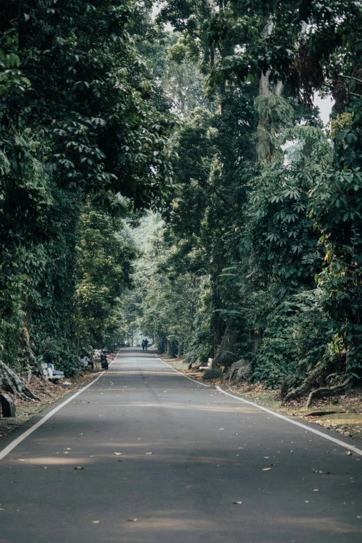 a long road surrounded by trees and leaves