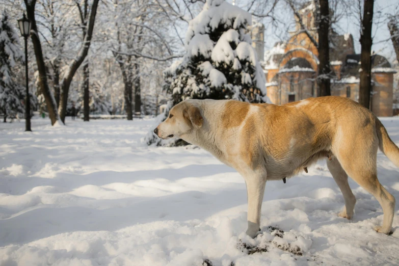 dog looking away in the snowy grounds of a building