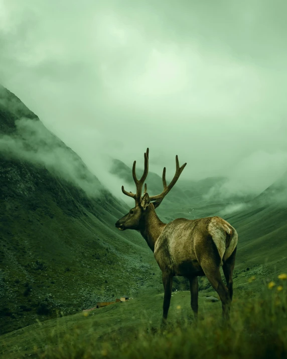 a large elk with antlers is standing alone