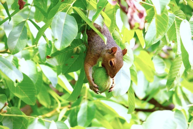 squirrel eating fruit on a tree limb as seen through leaves